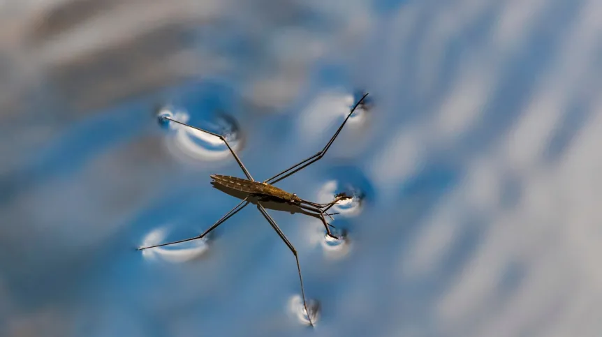 Gerris lacustris. Credit. Adobe Stock