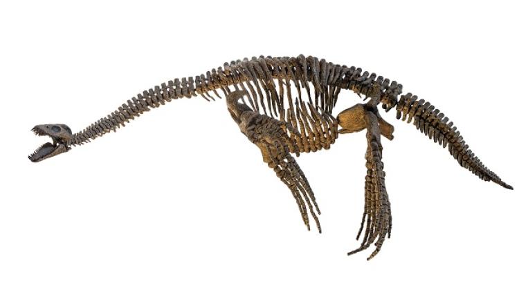 Plesiosaur skeleton, credit: Adobe Stock