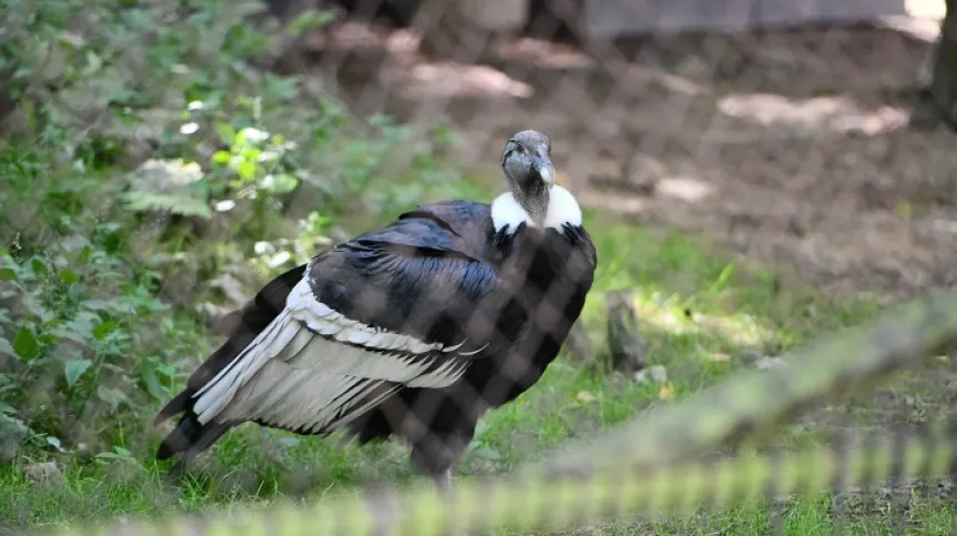 Kondor w zoo w Krakowie, 8 sierpnia 2023. Ptak został przetransportowany do Ameryki Południowej, gdzie ma pomóc w próbie odnowienia populacji tego gatunku w Andach. PAP/Art Service