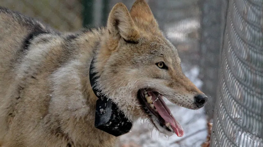 Wolf Napromek with a telemetry collar. PAP/Tomasz Waszczuk