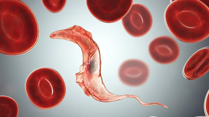 Trypanosoma cruzi that causes Chagas disease. Credit: Adobe Stock