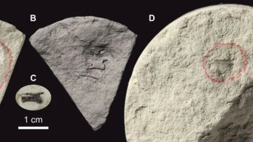 Fot. T. Szczygielski. Źródło: Przegląd Geologiczny