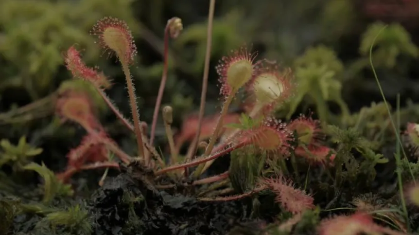 Sundew. Photo by Dr. Christian Schulze. Source: West Pomeranian University of Technology