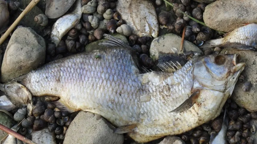 Environmental disaster in the Oder. The river bank is covered with dead fish, mussels and snails. Photo credit: Łukasz Ławicki