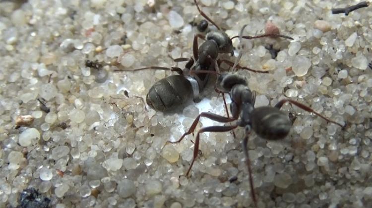 Formica cinerea ant rescue operation, during which the rescuer pulls a trapped ant by its leg. Credit: Filip Turza