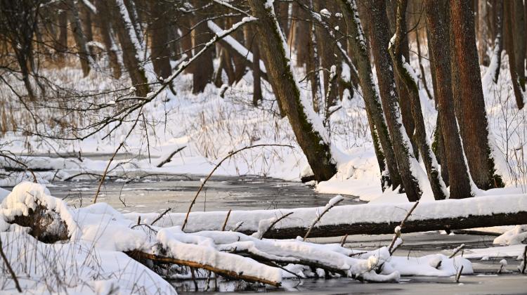 23.01.2024. Zimowy krajobraz w Białowieży. PAP/Przemysław Piątkowski