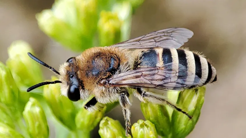 Colletes fodiens. Marcin Szot