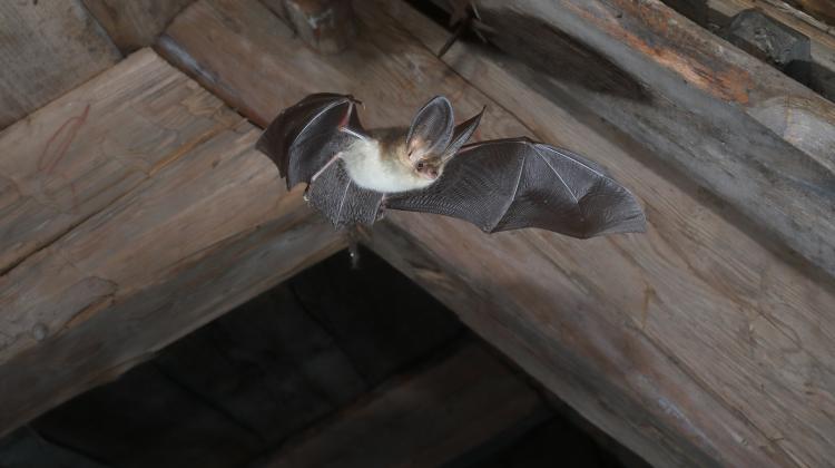 Long-eared bat. Credit: Professor Jens Rydell