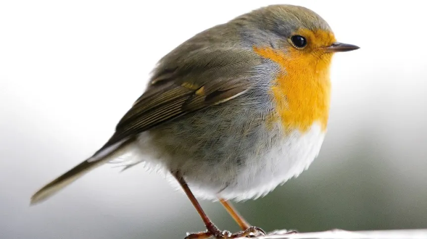 Kraków, 12.01.2017. Ptak rudzik zwyczajny (Erithacus Rubecula). PAP/Łukasz Gągulski