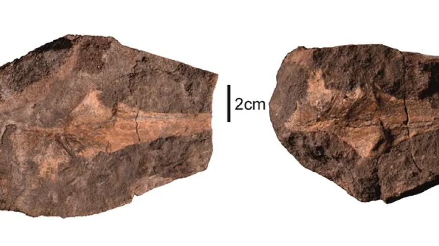 Vertebrate remains from Stryczowice (fragment). From the archive of publication authors.