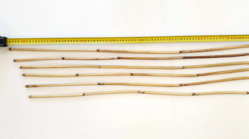 A set of selected reed stems from one location, subjected to further mechanical analyses. Credit: Cetwińska et al. 2024, CC BY-NC-ND 4.0/Archaeowieści