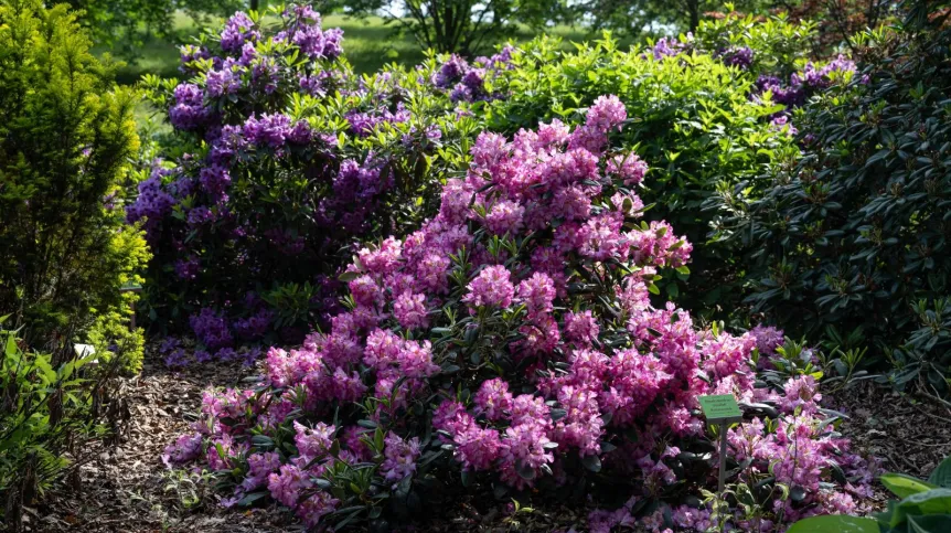 28.05.2024. Rododendrony kwitnące w Arboretum Wojsławice Ogrodzie Botanicznym Uniwersytetu Wrocławskiego. PAP/Maciej Kulczyński