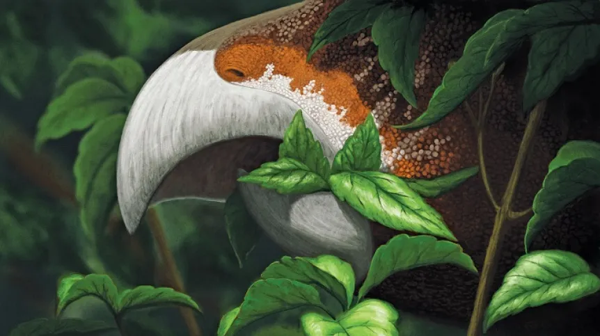 Life restoration of Ajkaceratops as an enigmatic ornithischian dinosaur (credit: Edyta Felcyn-Kowalska) and the described fossil material 