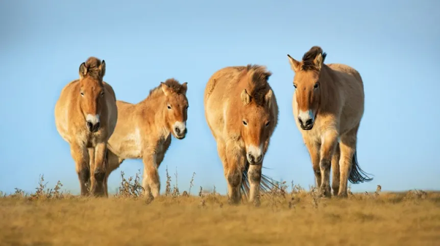 Konie Przewalskiego (Equus przewalskii lub Equus ferus przewalskii) z,Parku Narodowego Hustai w Mongolii, Adobe Stock