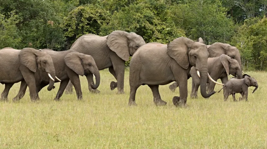 Słoń afrykański, Adobe Stock