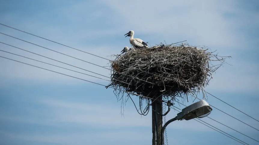 Ceniawy, 05.07.2015. Young storks in a nest on a power pole in Ceniawy PAP/Grzegorz Michałowski (gm/mgut)