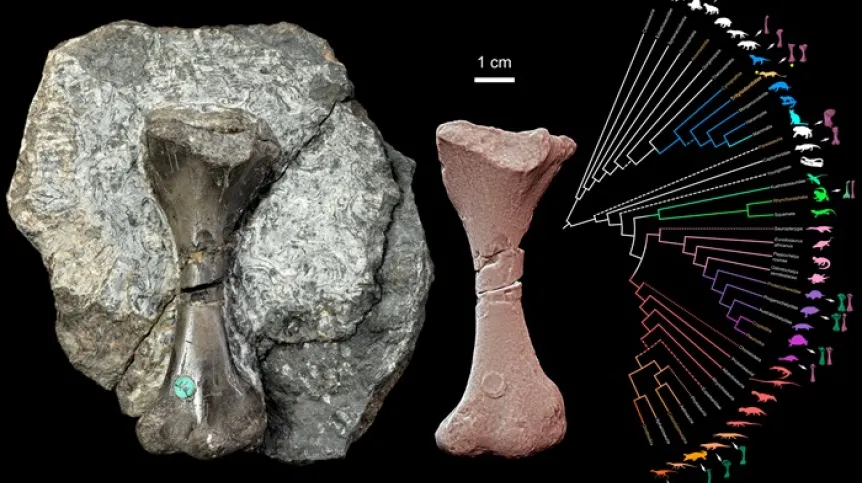 Top view of the femur of the cynodont Saurodesmus robertsoni (specimen on rock and 3D render) and its position on the amniote family tree (asterisk). Photo: Tomasz Szczygielski; 3D model: Tomasz Szczygielski and Dawid Dróżdż; drawing: Dawid Dróżdż