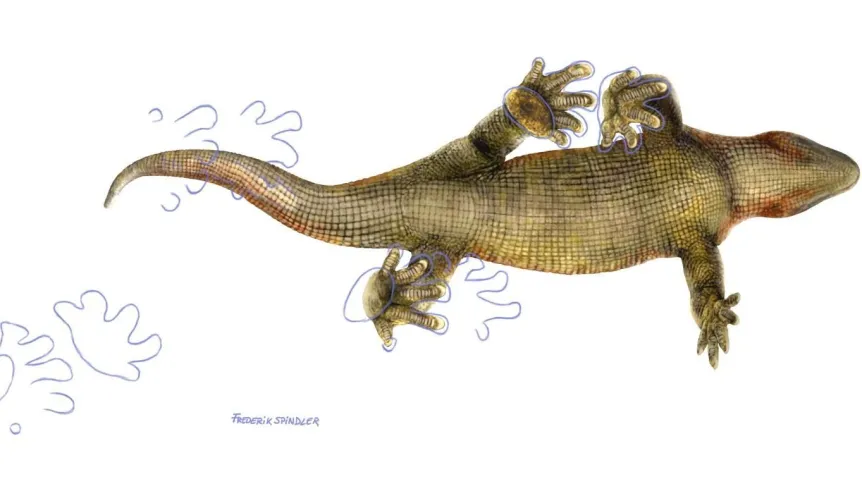 A reconstruction of a diadectid with scales on its belly, along with Ichniotherium prints from a sandstone slab. Drawing by Frederik Spindler.