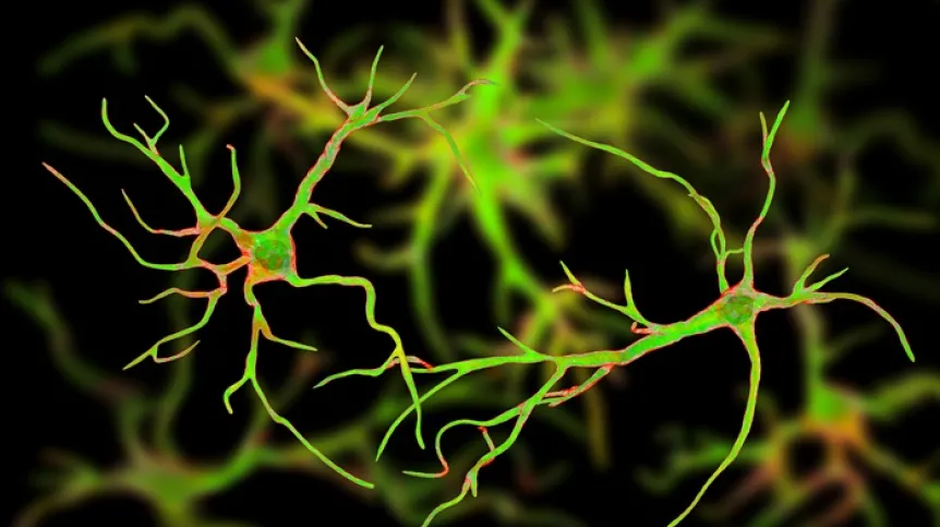 Astrocytes, Adobe Stock