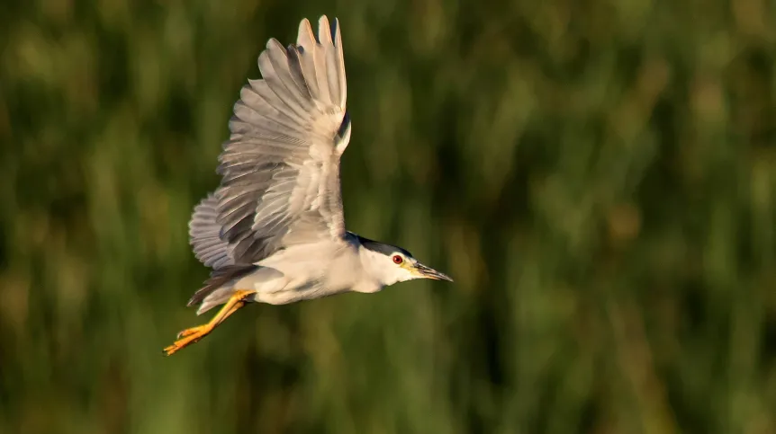 Ślepowron zwyczajny (Nycticorax nycticorax)  (łg/doro) PAP/Łukasz Gągulski