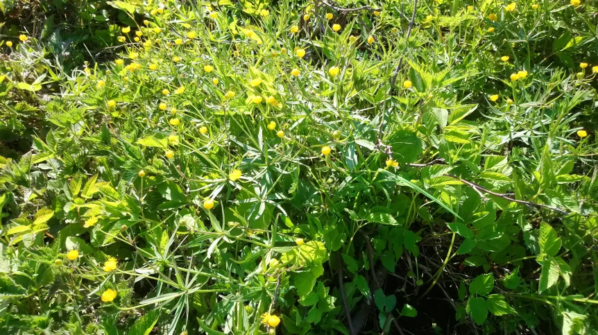 Amalasuntha buttercup near Darłowo. Credit: Dr. Adam T. Halamski from the Institute of Paleobiology of the Polish Academy of Sciences