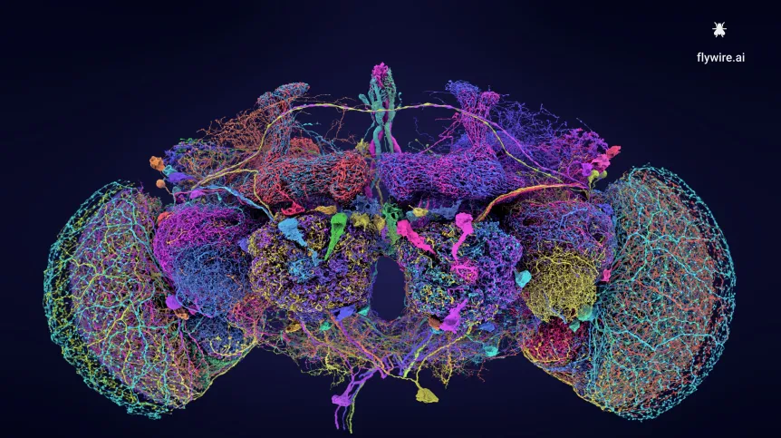 50 największych neuronów w konektomie muszego mózgu Credit: Tyler Sloan and Amy Sterling for FlyWire, Princeton University, (Dorkenwald et al., Nature, 2024)