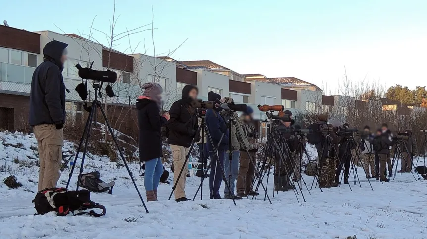 Birdwatcherzy w Polsce obserwujący mewę ochocką Larus schistisagus (niepotwierdzona przez Polską Komisje Awifauny; Gdańsk, grudzień 2016), fot. Marcin Sołowiej 