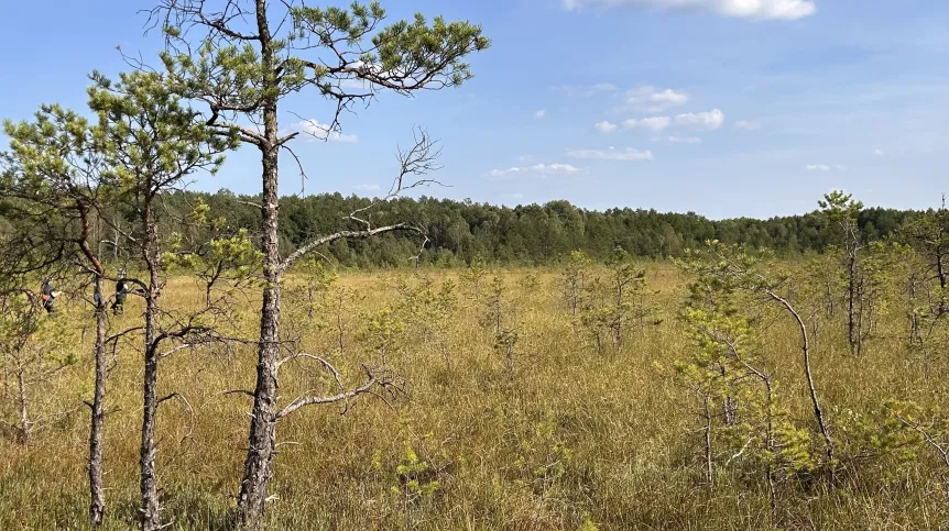 Jezierzba peatland in the Tuchola Forest, subject to Scots pine succession. Credit: Mariusz Bąk