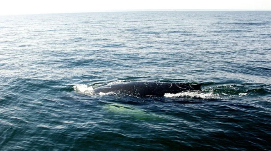 Zatoka Gdańska, 30.03.06. Wieloryb humbak. PAP/Radomił Koza/Stacja Morska Instytutu Oceanografii Uniwersytetu Gdańskiego.