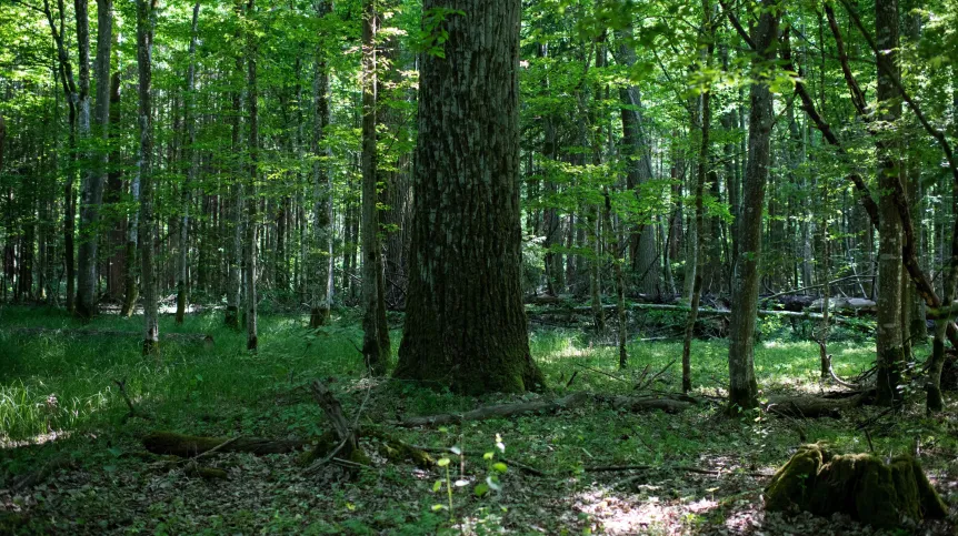 Puszcza Białowieska, woj. podlaskie, 27.05.2024. N/z pejzaż leśny Puszczy Białowieskiej. PAP/Michał Zieliński