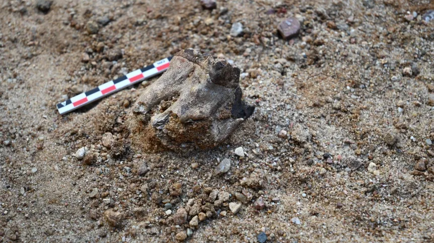 Źródło: Wydział Archeologii UW.