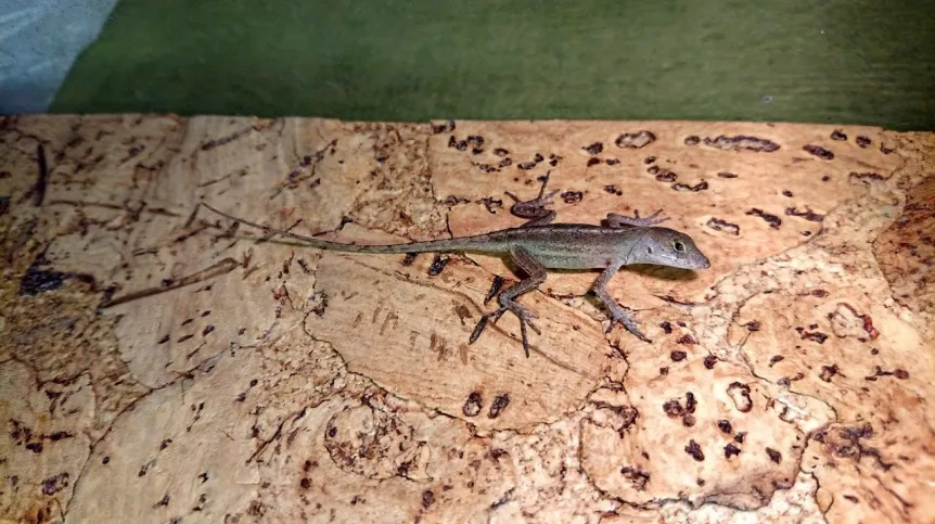 Anolis brązowy (Anolis sagrei). Fot. Paweł Kaczmarek