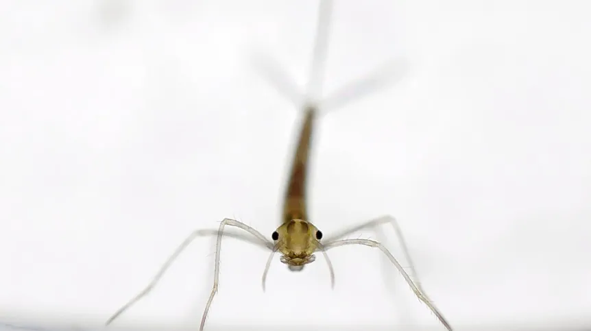 Emerald damselfly (Lestes sponsa). Credit: Ulf Norling, Lund, Sweden
