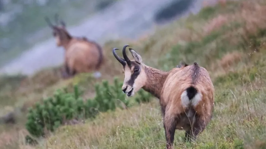 Tatry, 31.08.2023. Kozice w rejonie Kasprowego Wierchu w Tatrach. PAP/Grzegorz Momot