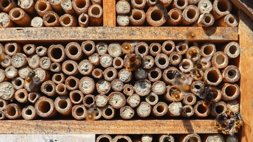 Dzikie pszczoły (w tym wypadku - Osmia Cornuta) przed "hotelem dla zapylaczy", fot. Adobe Stock