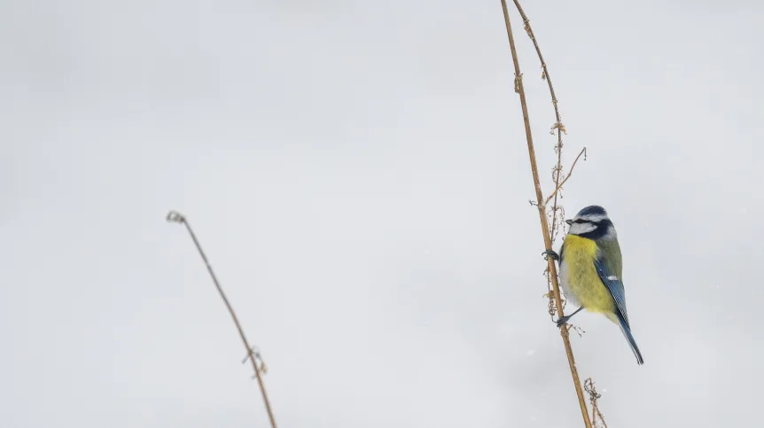 13.01.2026. Modraszka (Parus caeruleus) próbuje wyłuskać ziarenka z uschłej rośliny w mroźne popołudnie w Przemyślu. PAP/Darek Delmanowicz
