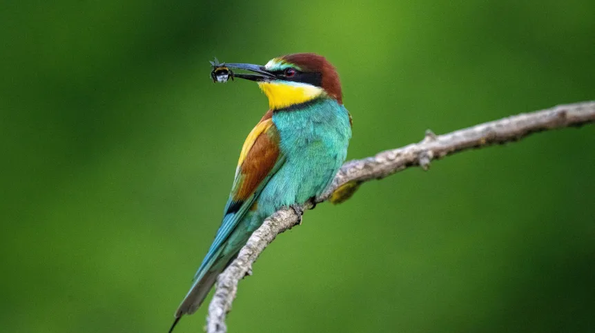 2.06.2024. Żołna (Merops apiaster). PAP/Darek Delmanowicz