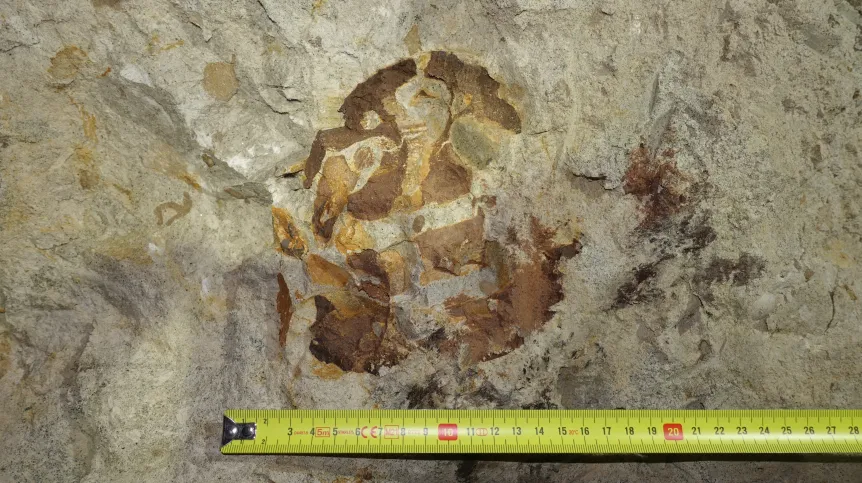 Photo of an ichthyosaur skull preserved in a mine wall in Annopol. Credit: Grzegorz Gajek