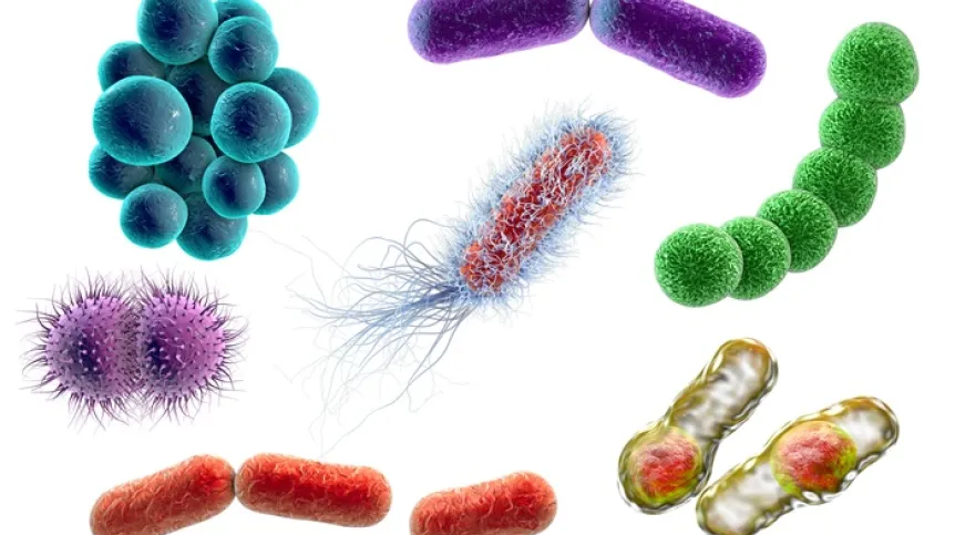 Graficzne przedstawienie bakterii: stafylokoki, streptokoki, neisseria, klostridium, pałeczki, E. coli, Klebsiella; fot. Adobe Stock