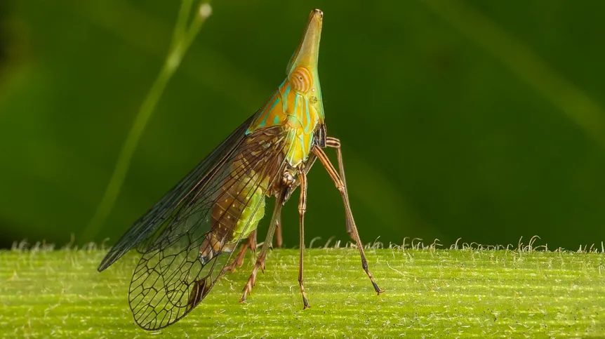 Piewik (Fulgoromorpha) – przedstawiciel grupy owadów żyjących w symbiozie z bakteriami o skrajnie zredukowanych genomach. Zdjęcie: Piotr Łukasik