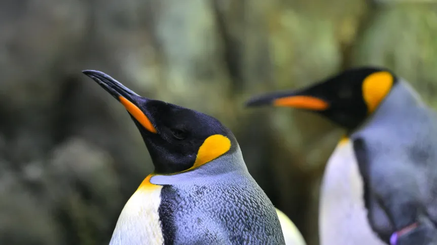 Puerto de la Cruz, Santa Cruz de Tenerife, Teneryfa, Wyspy Kanaryjskie, Hiszpania, 18.02.2025. Loro Park, Loro Parque – ogród zoologiczno-botaniczny w Puerto de la Cruz na Teneryfie. PAP/Przemysław Piątkowski