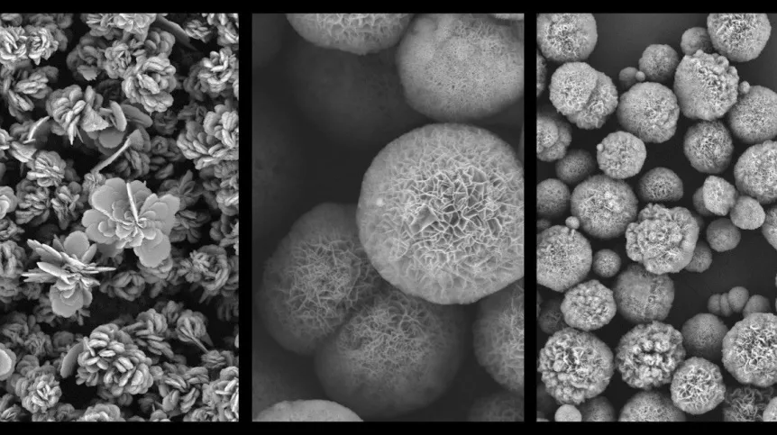Electron microscope images show nanoflowers derived from various proteins. Credit: Kamila Sadowska, PhD, Institute of Biocybernetics and Biomedical Engineering, Polish Academy of Sciences