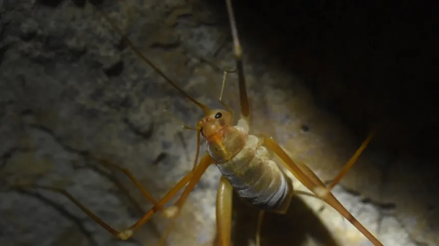 Inny gatunek świerszcza jaskiniowego Dolichopoda (D. steriotisi), endemiczny dla greckiej wyspy Korfu, fot. Adobe Stock