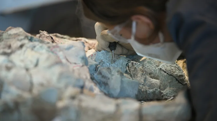  Warszawa, 14.07.2026. Postęp prac przy wydobywaniu z bloków skalnych kości mastodonzaura z Miedar, 14 bm. w pracowni paleontologicznej Centrum Nauki Kopernik. Złożenie 2,5-metrowego płaza sprzed 240 milionów lat jest w fazie realizacji. (aldg) PAP/Marcin Obara