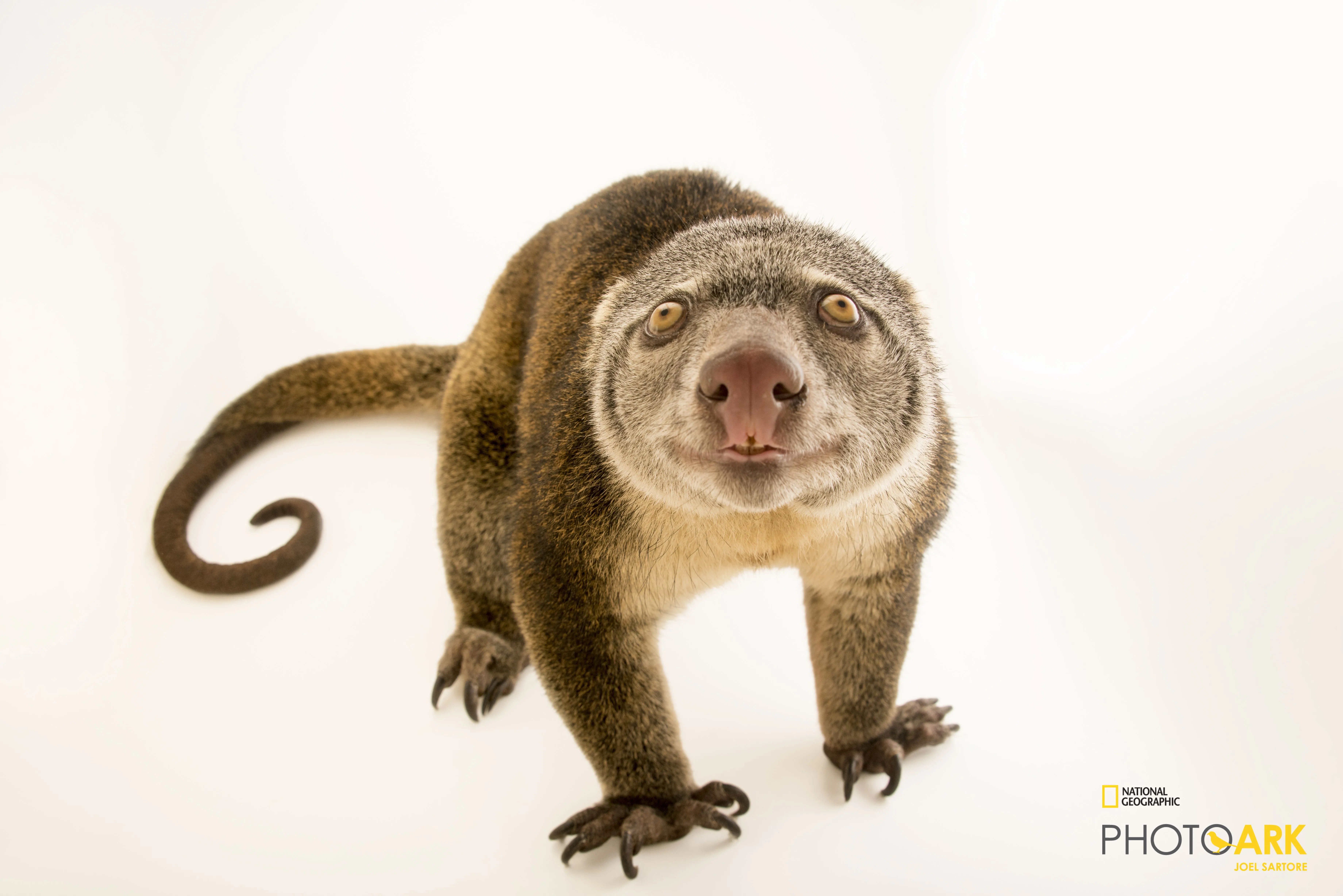  Fot. Joel Sartore/National Geographic Photo Ark/natgeophotoark.org 