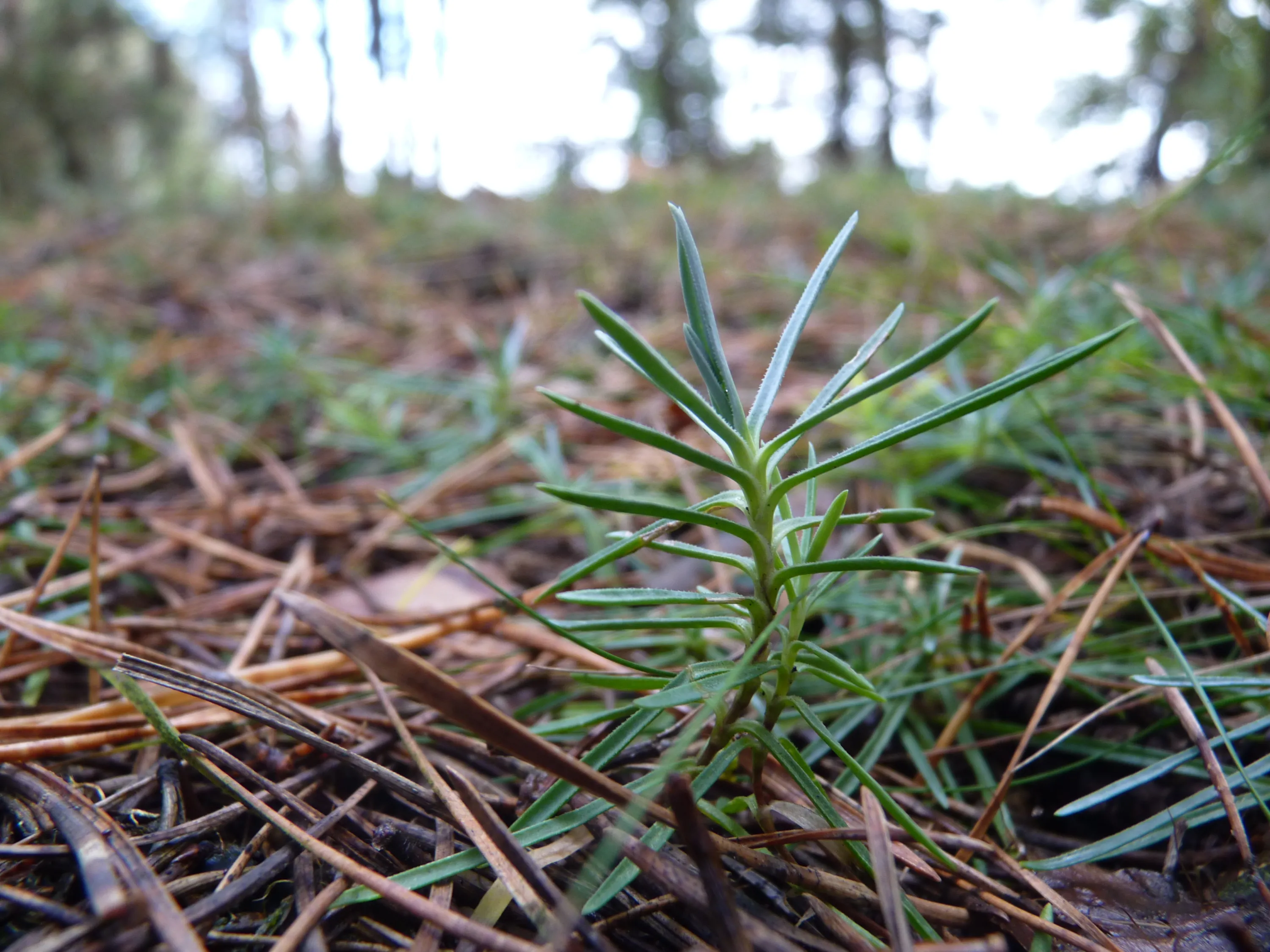 Źródło: Wydział Biologii i Ochrony Środowiska UŁ 