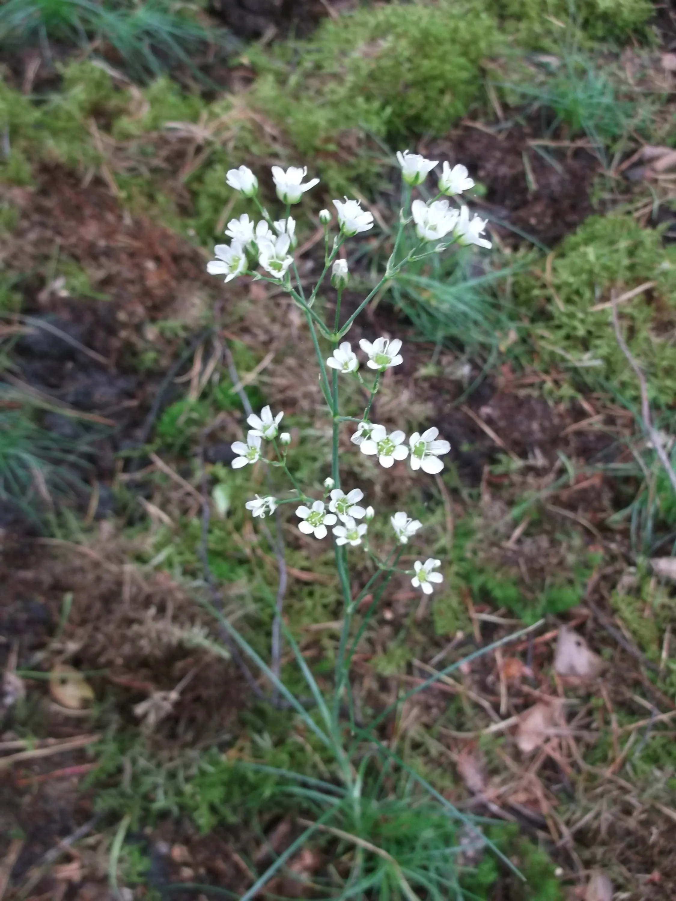 Źródło: Wydział Biologii i Ochrony Środowiska UŁ 