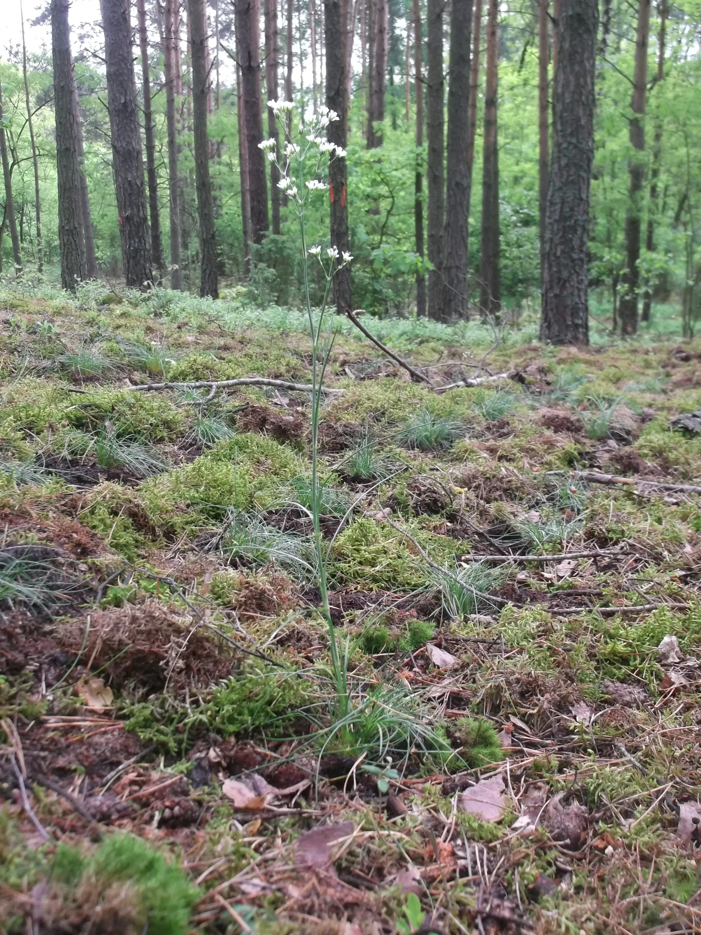 Źródło: Wydział Biologii i Ochrony Środowiska UŁ 