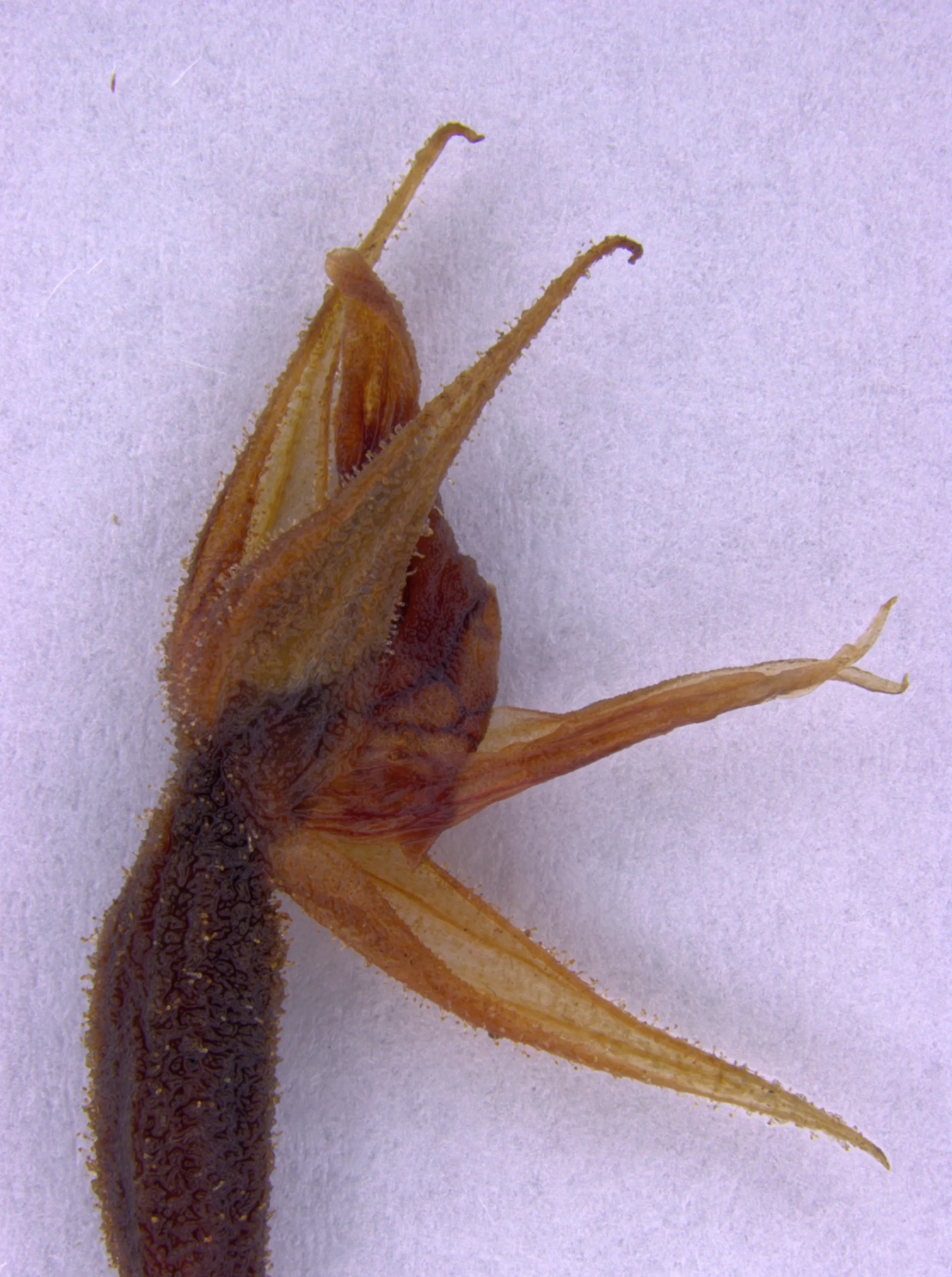 Kwiat Pterichis aragogiana – okaz z herbarium Aarhus University