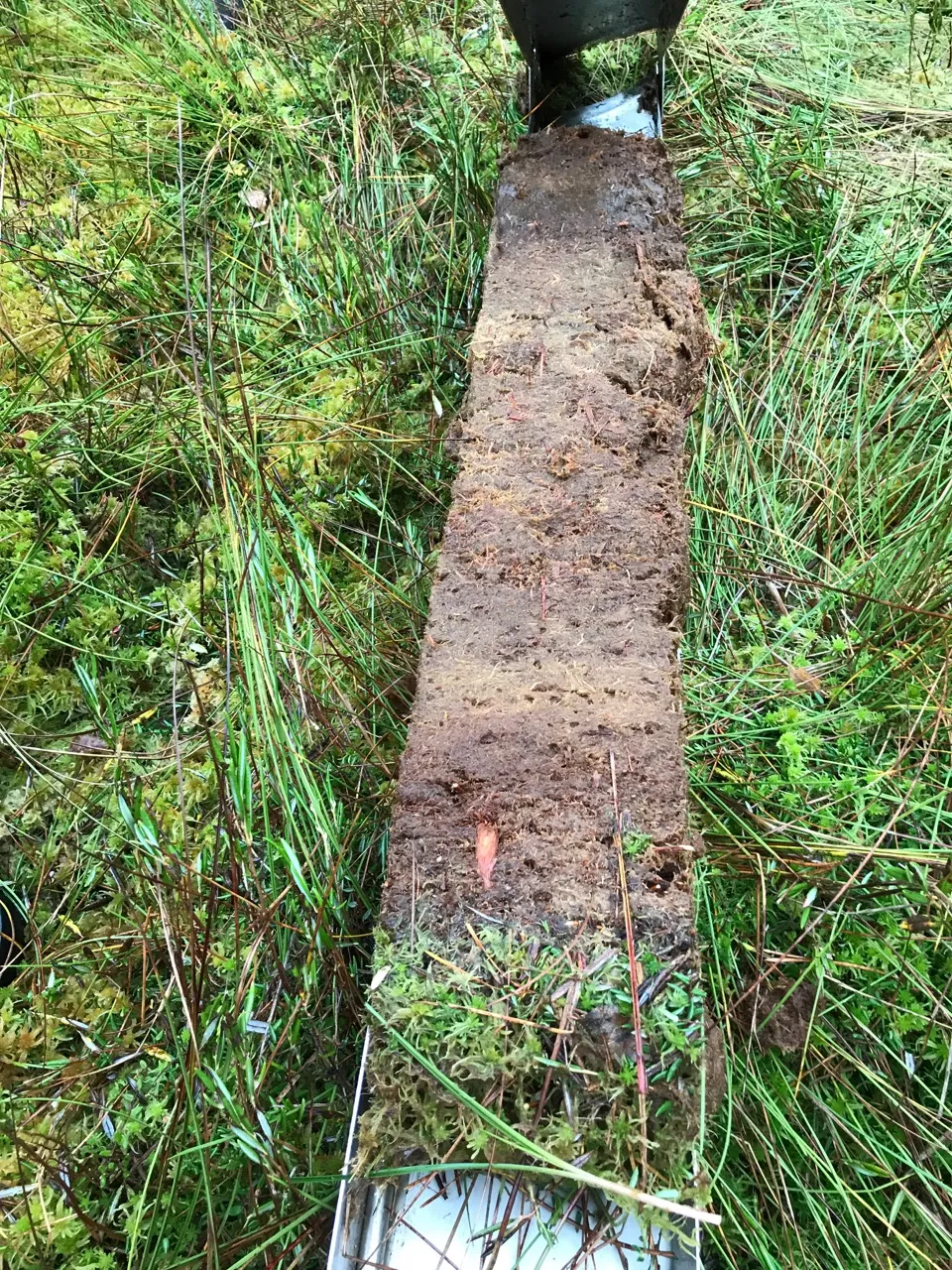 Rdzeń pobrany w czasie badań, fot. M. Lamentowicz